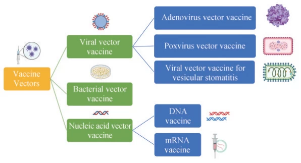 Vector Vaccines: Types and Representative Products