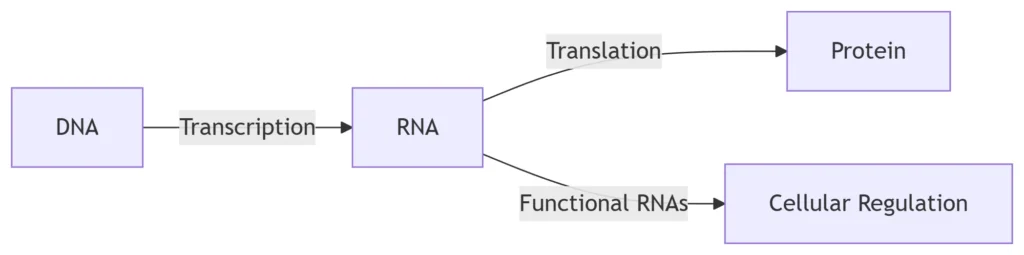 Relationship Between DNA and RNA