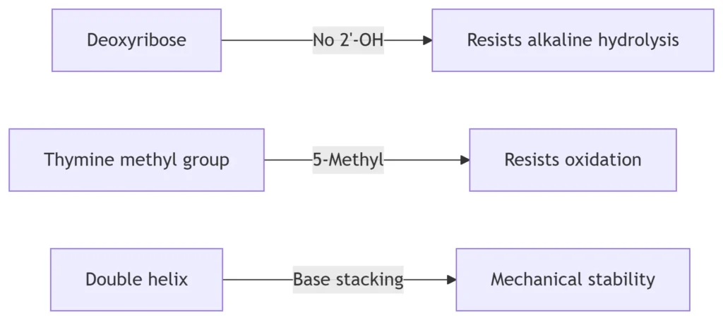 DNA Stability Factors