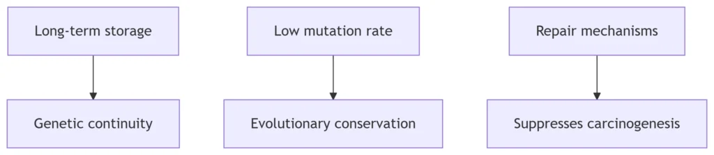 DNA Stability Advantages