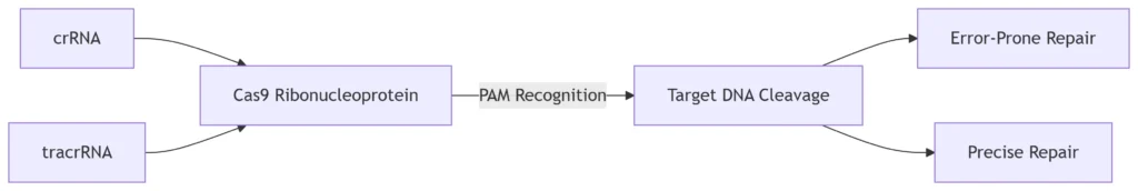 Type II CRISPR-Cas9 Mechanism