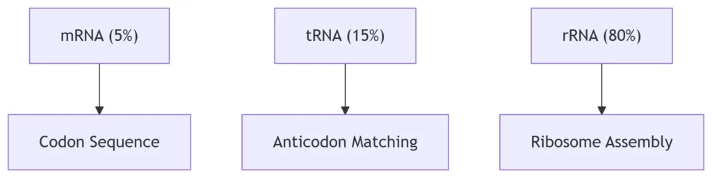 RNA: The Multifunctional Executor