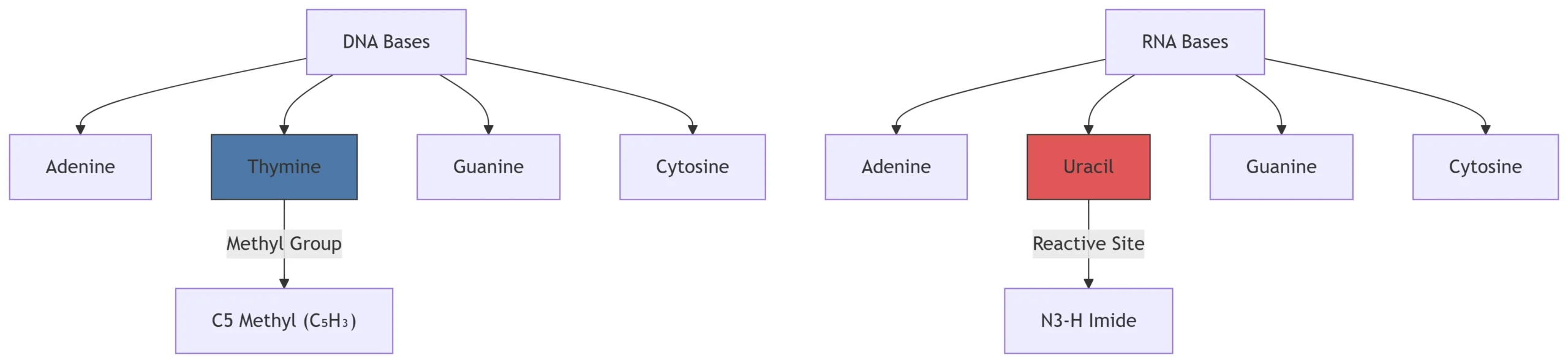 Structural Comparison of DNA and RNA Bases