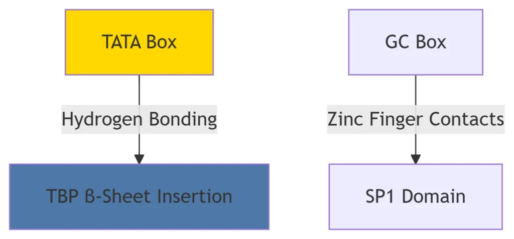 DNA-binding domains