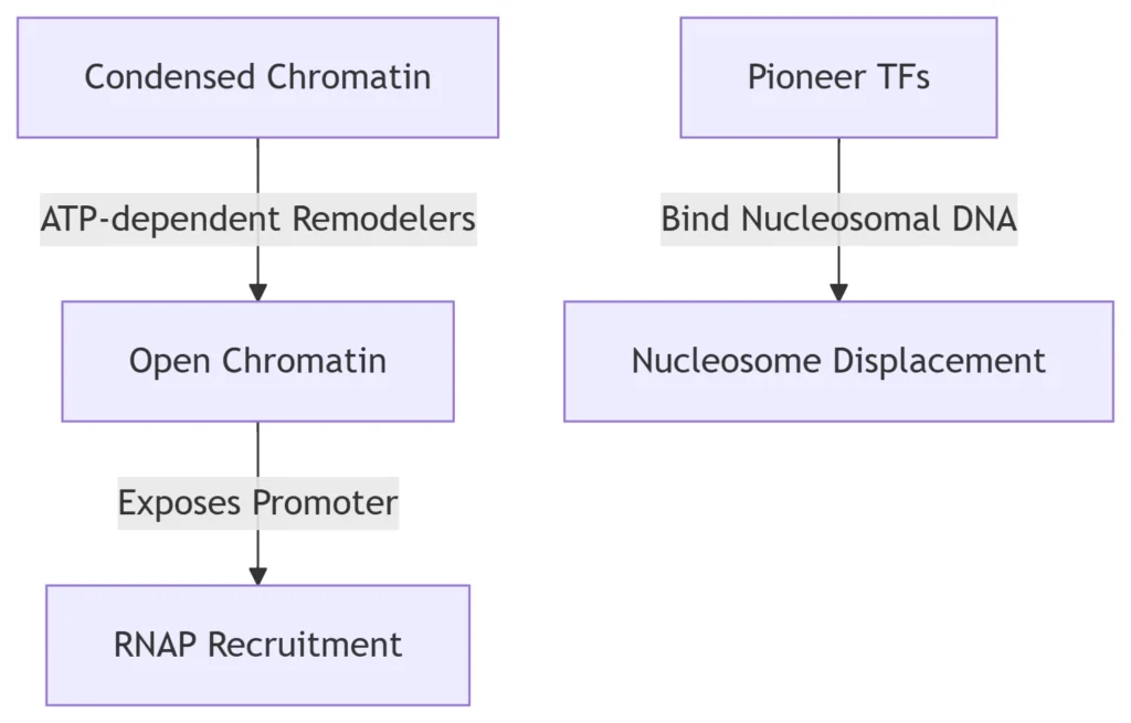 Nucleosome Remodeling