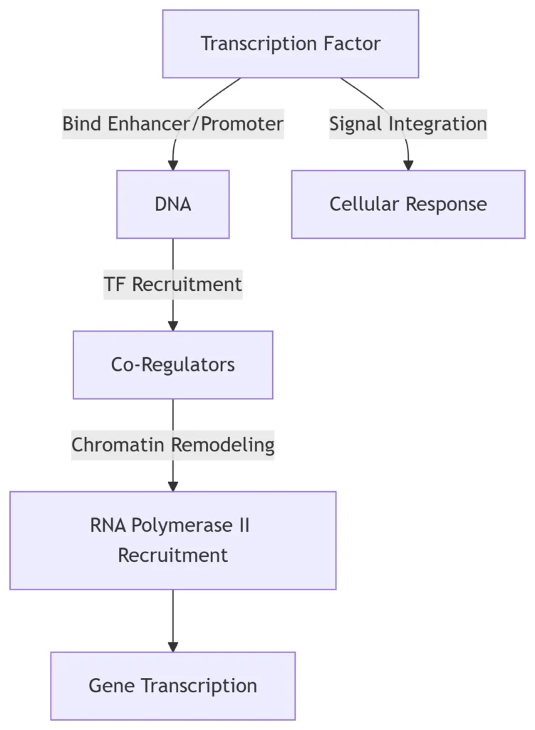 Comprehensive Analysis with Structural and Functional Insights