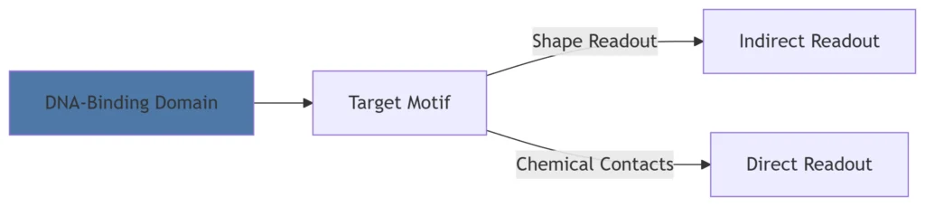 1. Introduction: Transcription Factors (TFs) as Genetic Switches
Transcription factors are DNA-binding proteins that recognize specific sequences (cis-elements) to activate or repress gene expression. They constitute ~8% of human genes and respond to developmental cues, environmental signals, and disease states through:

Sequence-specific DNA binding (nanomolar affinity)

Protein-protein interactions with co-regulators

Signal-responsive conformational changes

2. Core Regulatory Mechanisms
A. DNA Recognition Strategies