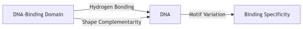 DNA Recognition & Binding