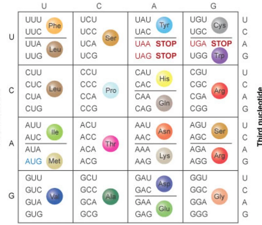 Decoding Life: How Codon Charts Translate Nucleotides into Amino Acids