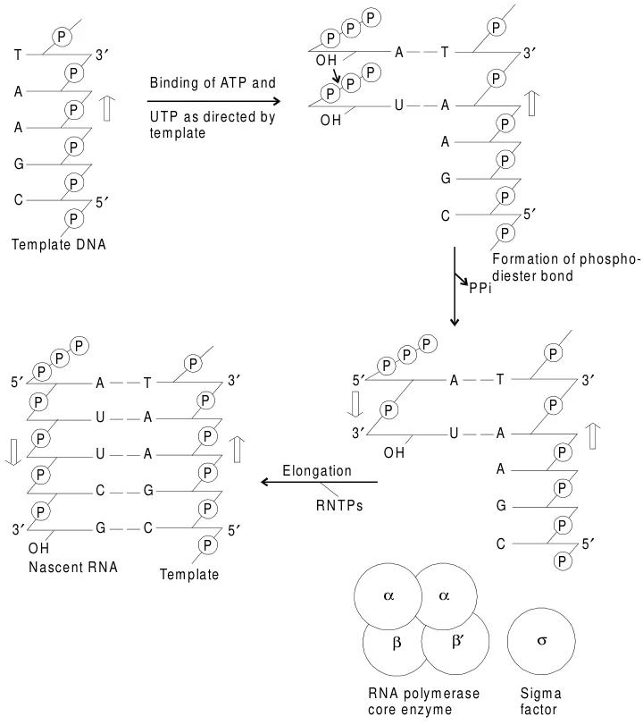 Mechanism of RNA Synthesis by RNA Polymerase: A Comprehensive Overview