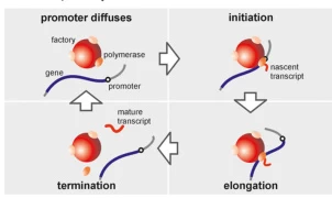 RNA Polymerase