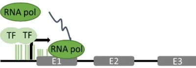 RNA Polymerase