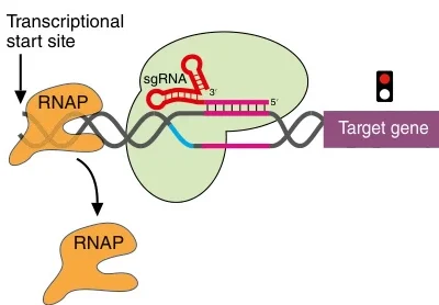 RNA Polymerase