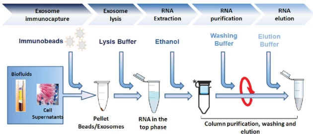 RNA Extraction Kits: Precision Workflows for Isolating Intact Nucleic Acids