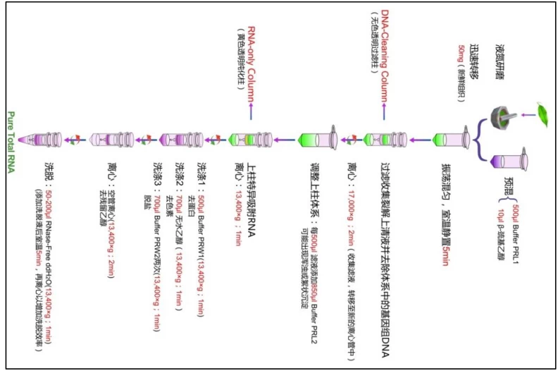 RNA Extraction Kits: Precision Workflows for Isolating Intact Nucleic Acids