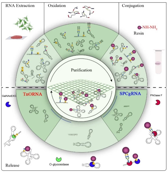 RNA Extraction Kits: Precision Workflows for Isolating Intact Nucleic Acids