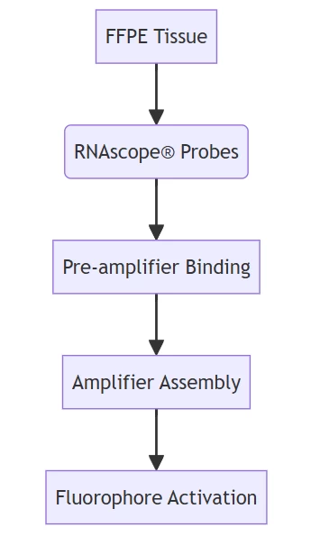RNA probe