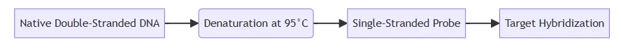 RNA probe