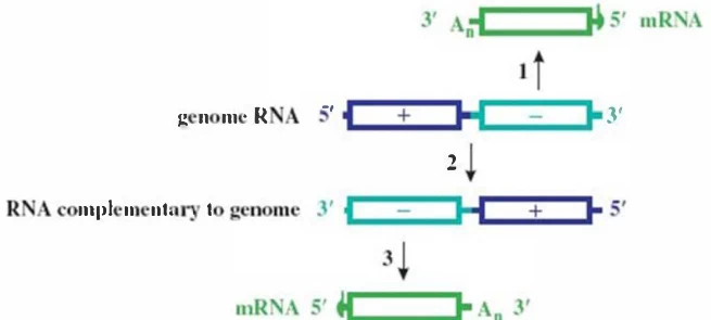 The mRNA Function of Positive-Sense RNA: Molecular Mechanisms and Therapeutic Implications
