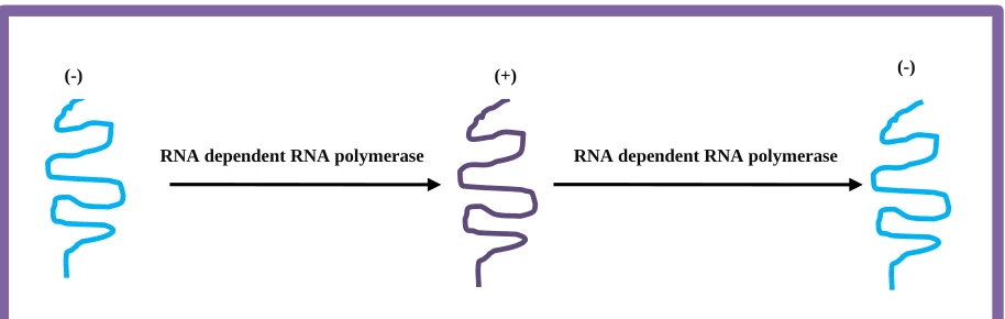 Mechanisms of Negative-Strand RNA Synthesis Mediated by Positive-Sense RNA Genomes
