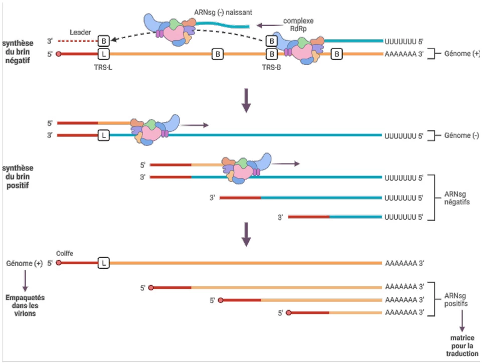 Mechanisms of Negative-Strand RNA Synthesis Mediated by Positive-Sense RNA Genomes