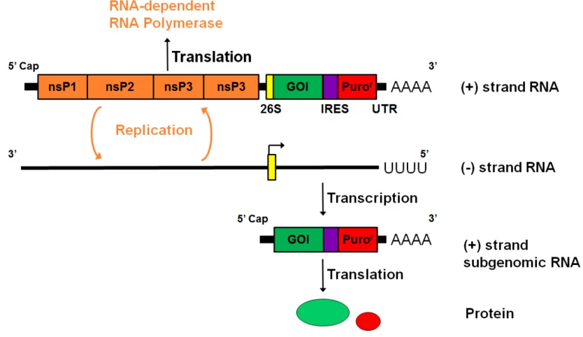 Mechanisms of Negative-Strand RNA Synthesis Mediated by Positive-Sense RNA Genomes