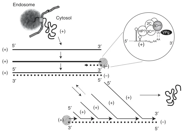 Mechanism of Negative-Strand RNA Synthesis Directed by Positive-Sense RNA Genomes
