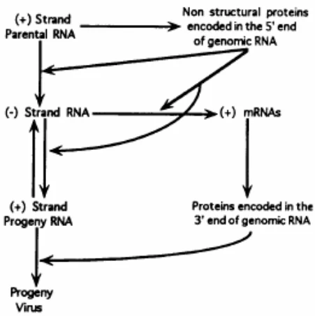Mechanism of Negative-Strand RNA Synthesis Directed by Positive-Sense RNA Genomes