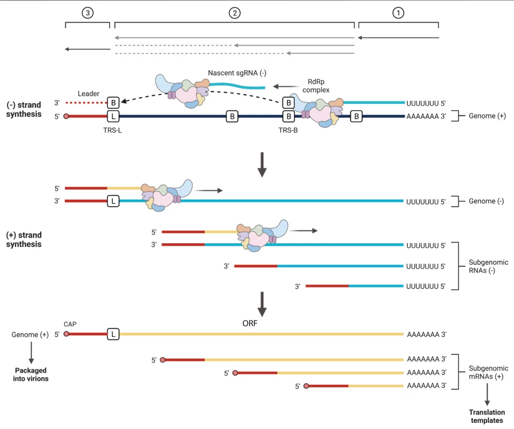 Mechanism of Negative-Strand RNA Synthesis Directed by Positive-Sense RNA Genomes