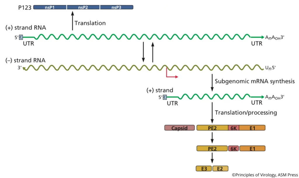 The mRNA Function of Positive-Sense RNA: Molecular Mechanisms and Therapeutic Implications