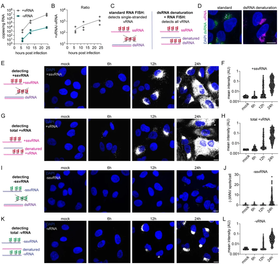 Experimental Strategies for Distinguishing Positive-Sense and Negative-Sense RNA Viruses
