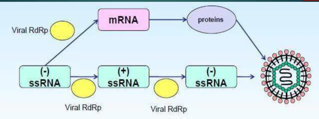 Negative-Strand RNA Transcription: Molecular Mechanisms of mRNA Synthesis