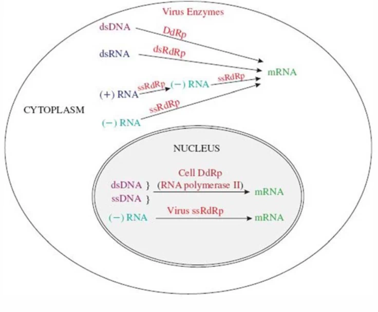 Negative-Strand RNA Transcription: Molecular Mechanisms of mRNA Synthesis