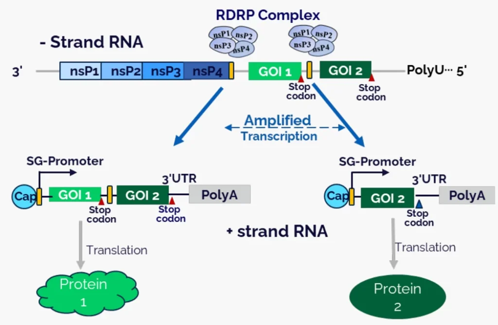 Negative-Strand RNA Transcription: Molecular Mechanisms of mRNA Synthesis