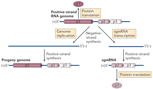 Mechanisms of Negative-Strand RNA Synthesis Mediated by Positive-Sense RNA Genomes