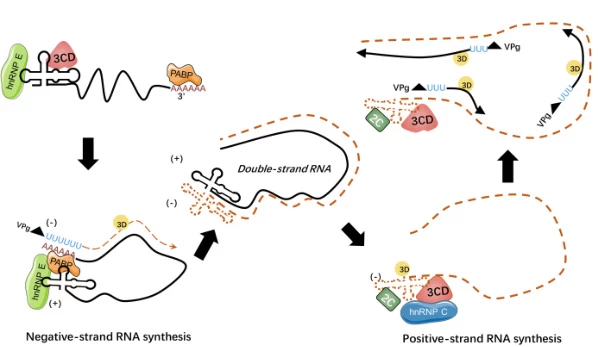 Mechanisms of Negative-Strand RNA Synthesis Mediated by Positive-Sense RNA Genomes