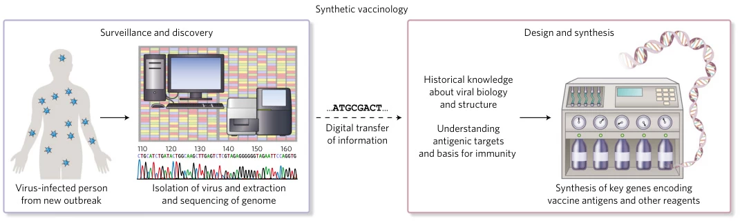 Synthetic Vaccines (Synthvaccine): Principles, Design Strategies, and Clinical Applications