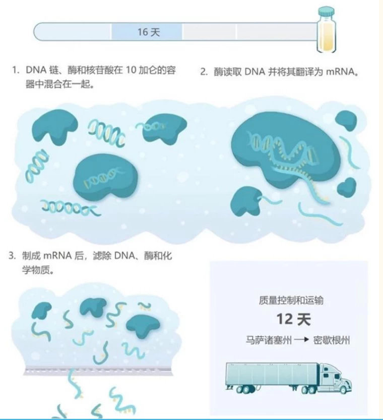 Production Timelines for Synthetic Vaccines: From Design to Delivery
