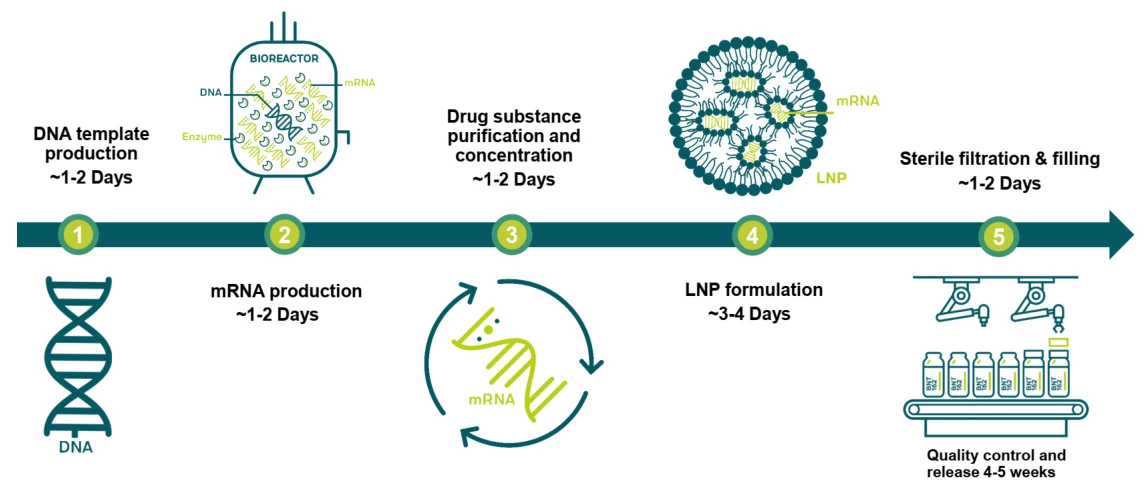 Production Timelines for Synthetic Vaccines: From Design to Delivery