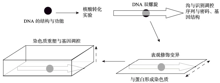 How DNA Architecture Shapes Gene Expression: Mechanisms and Implications
