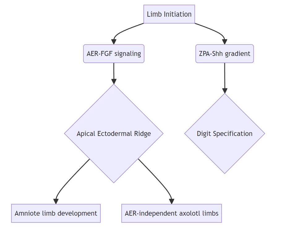 The Interdisciplinary Domain of Evolimb Research: Bridging Evolution, Development, and Genomics