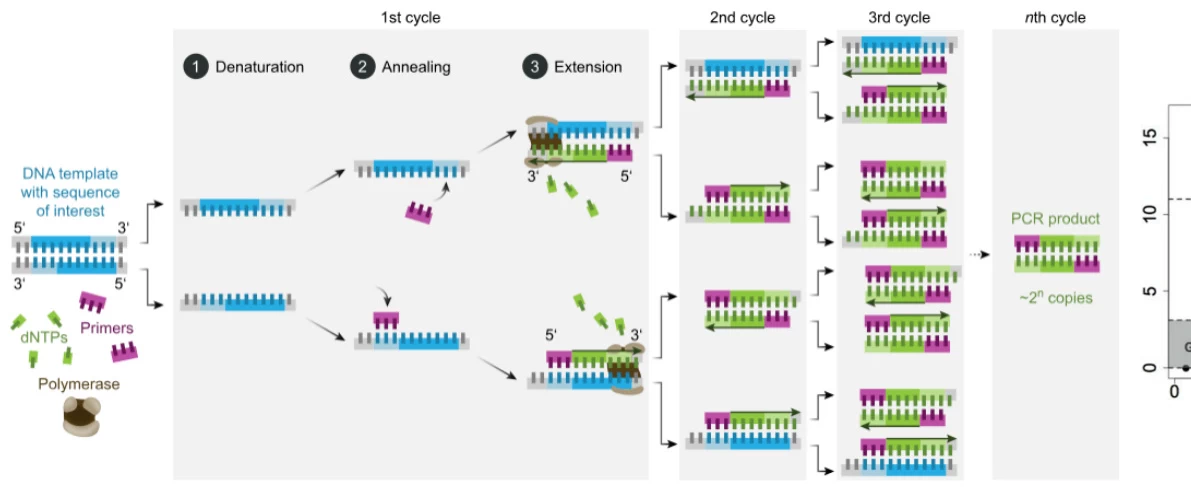pcr applications