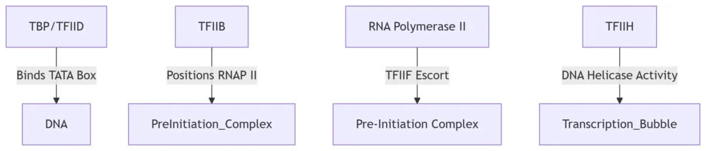 rna transcription