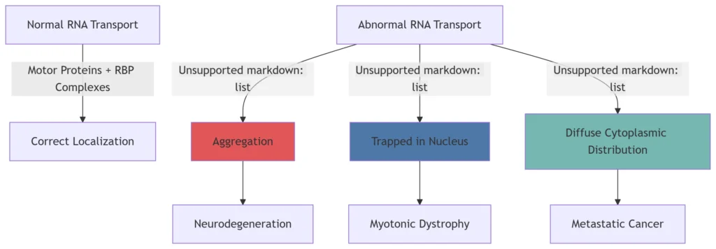 rna transcription
