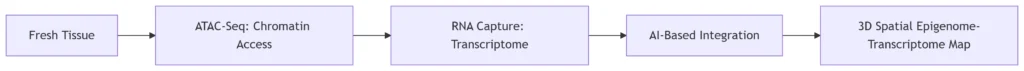 rna transcription