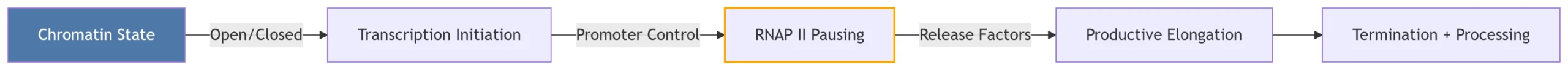 rna transcription