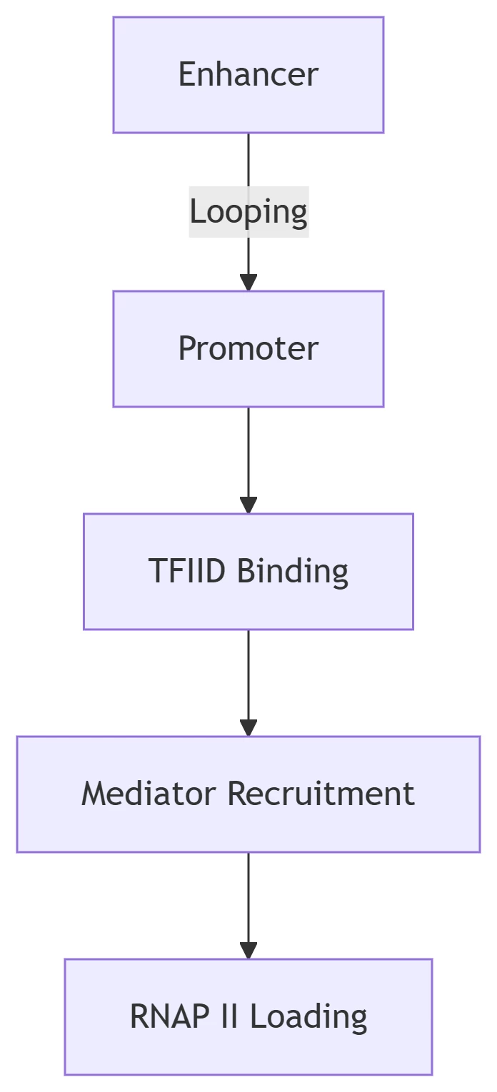 rna transcription