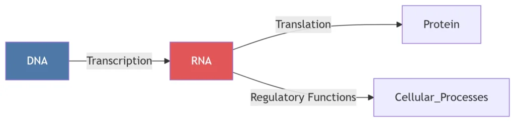 rna transcription