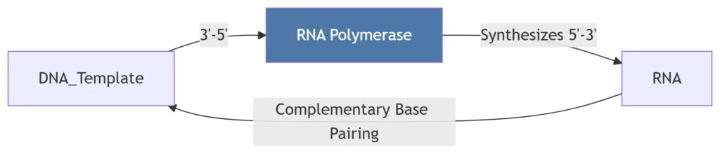 rna transcription