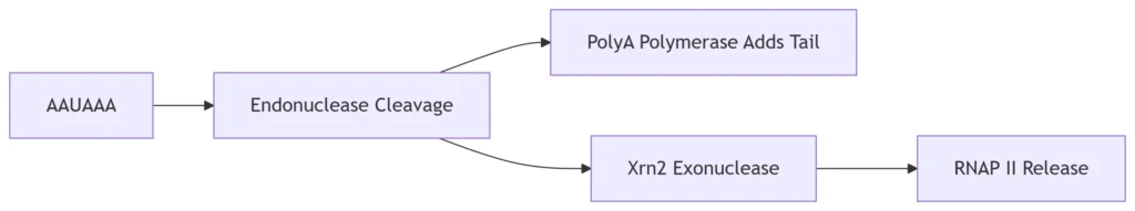 rna transcription